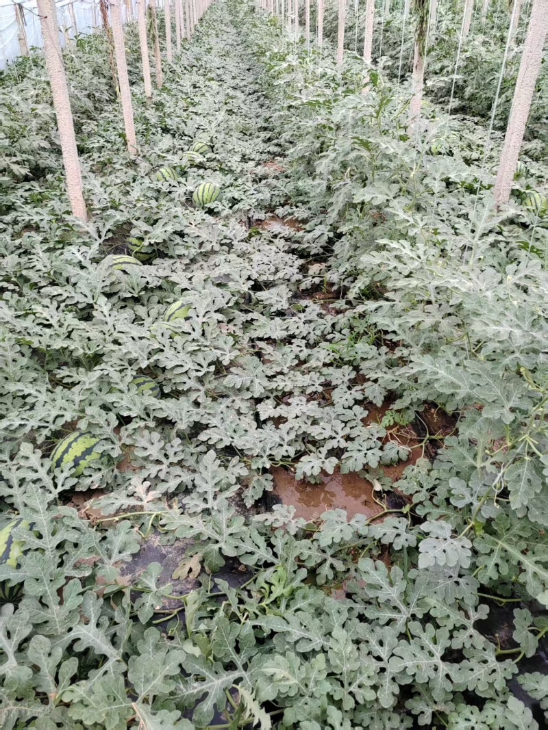 河北保定甜王西瓜产地直销现采现发欢迎进店咨询