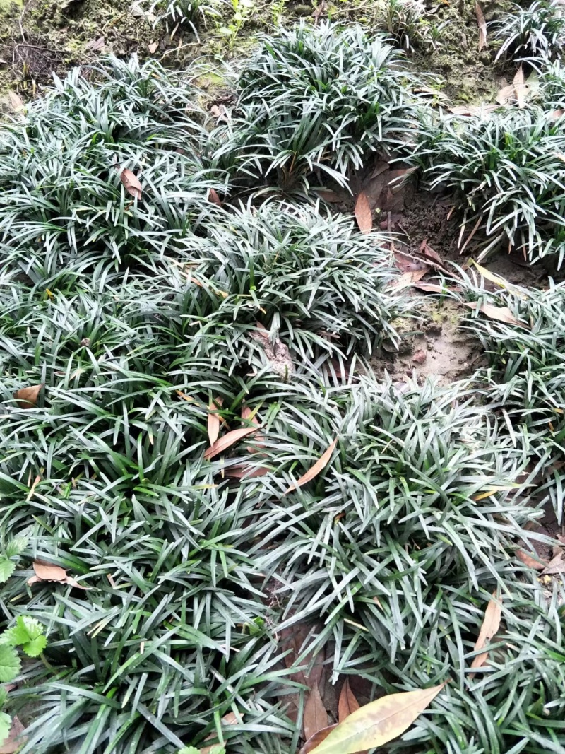精品玉龙草日本矮麦冬批发，基地直销，大量批发，清秀无病害