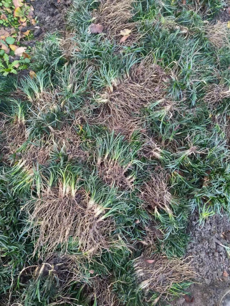 精品玉龙草日本矮麦冬批发，基地直销，大量批发，清秀无病害