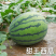 陕西蒲城甜王西瓜精品西瓜全国发货包熟包甜耐运输