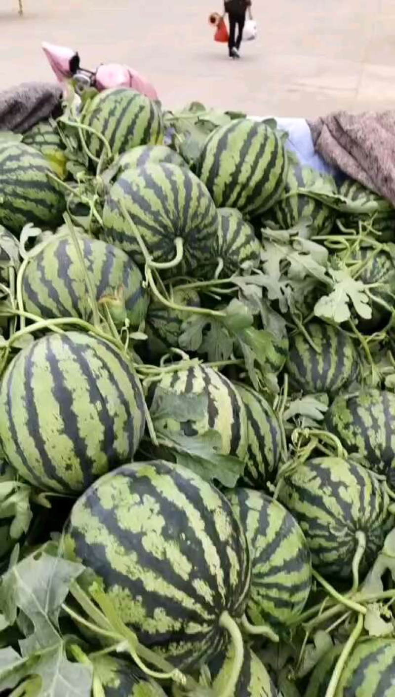 陕西蒲城甜王西瓜精品西瓜全国发货包熟包甜耐运输