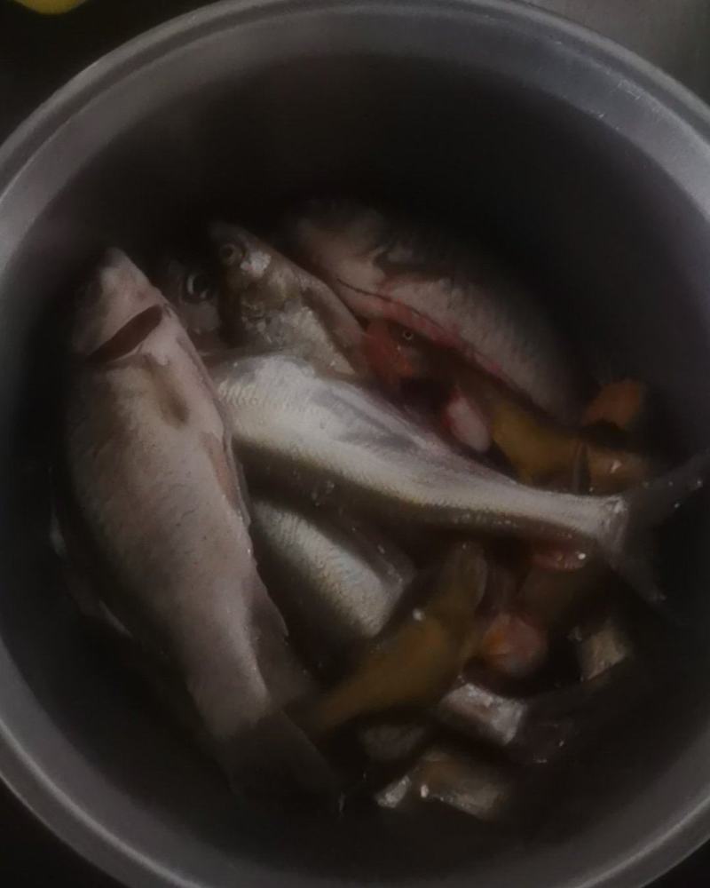 小白条鱼