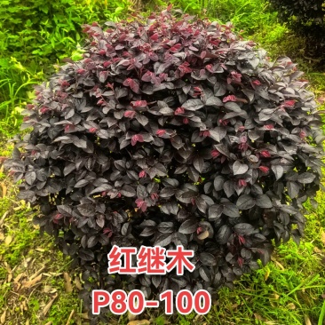 红继木球