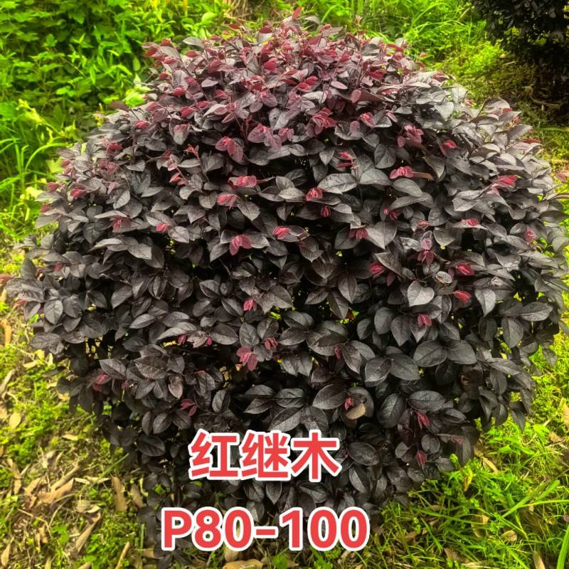 红继木球