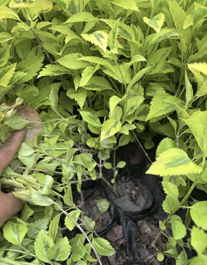 精品连翘杯苗，大小杯，基地常年直销，量大从优