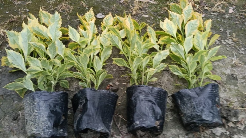 精品连翘杯苗，大小杯，基地常年直销，量大从优
