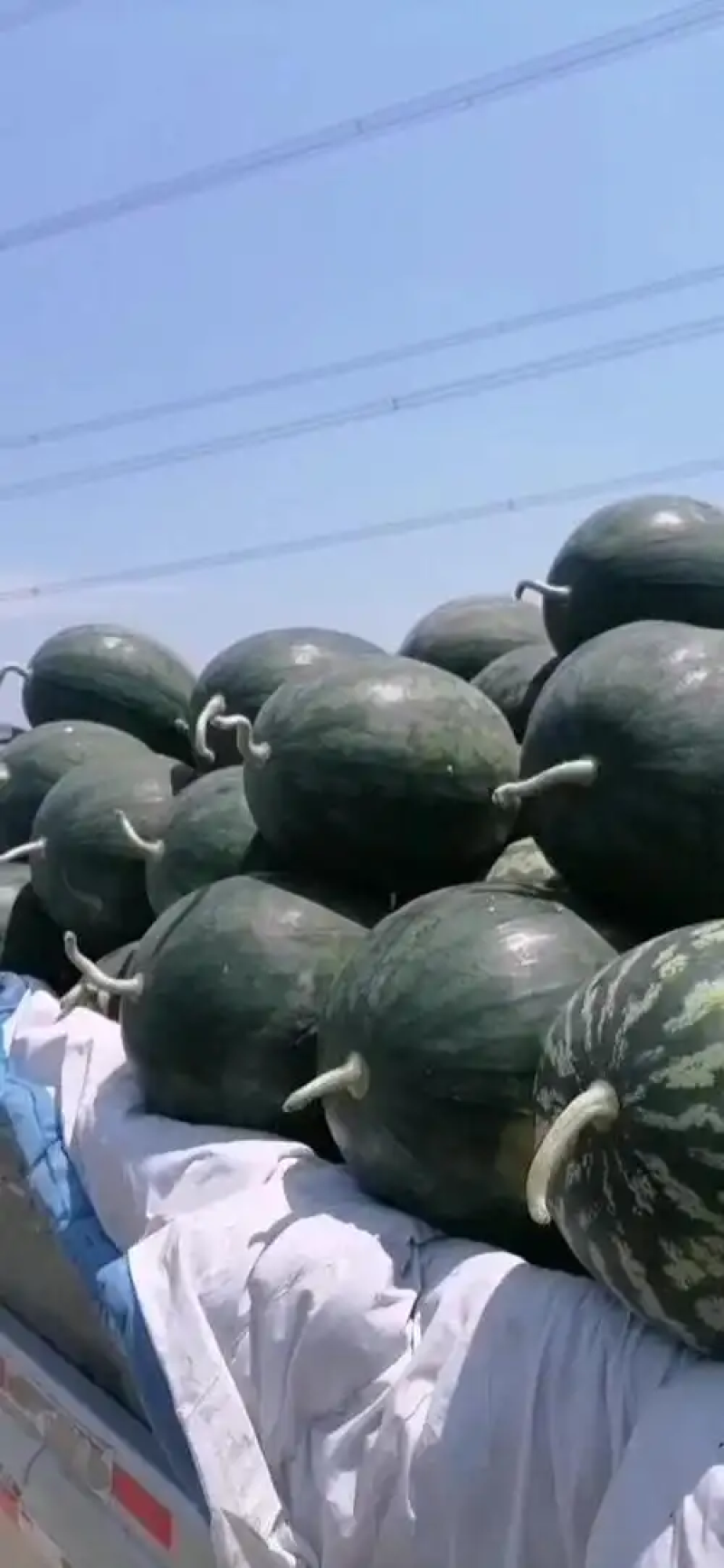 慕田家宝西瓜无籽西瓜全国发货可视频看货包熟包甜