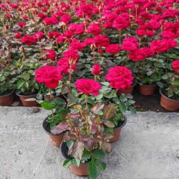 120【带苞】花盆栽四季开花好养花卉植物微型小月季阳台党大花