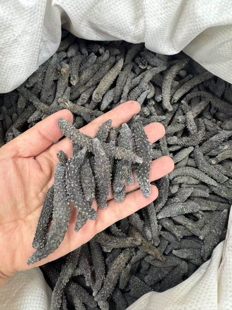 刺突参批发小刺突毛刺参海刺参一手货源深海刺突