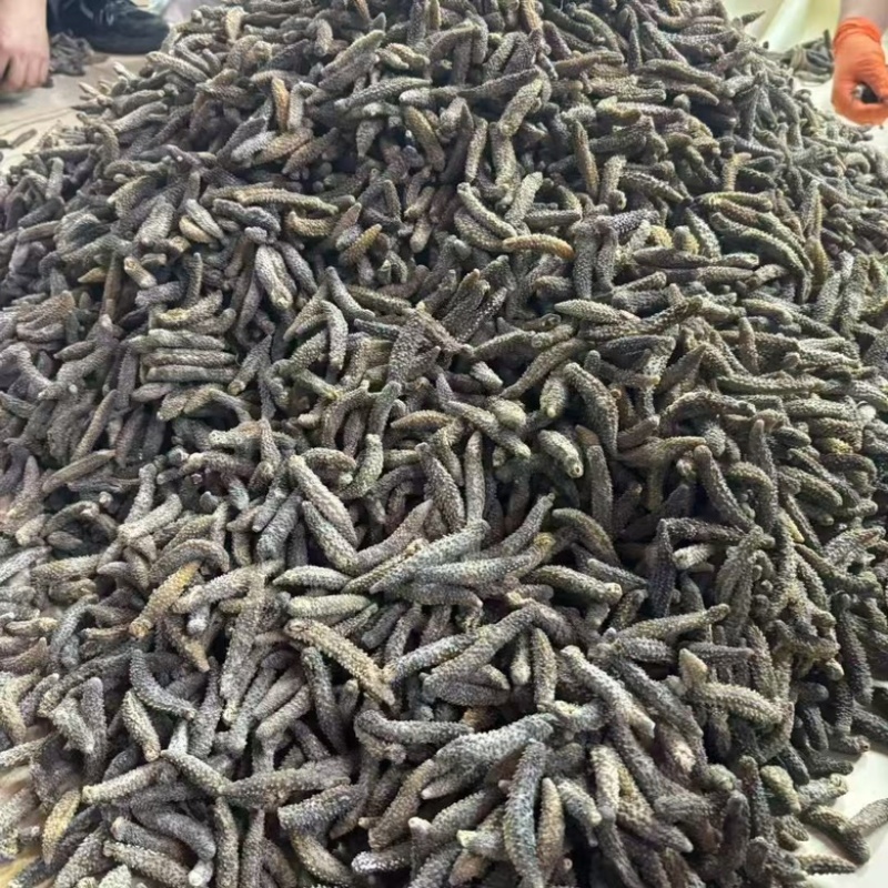 刺突参批发小刺突毛刺参海刺参一手货源深海刺突