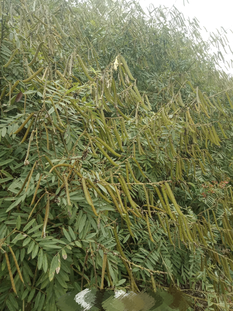 山毛豆种子厂家货源批发品质保证价格便宜欢迎下单咨询