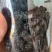 桑葚干原产地直发量大从优可视频看货欢迎选购