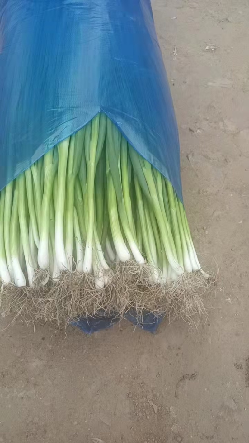 东北吉林怀德千万亩香葱基地现货供应质量保证全国代发