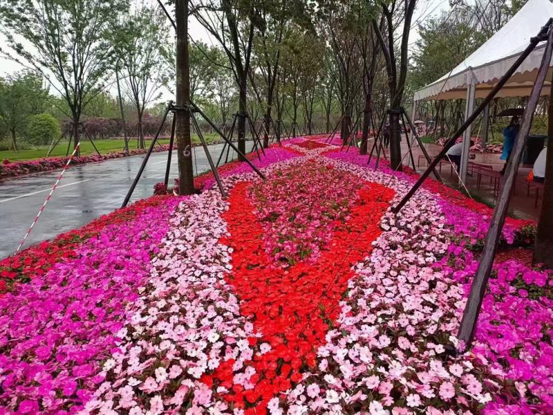 凤仙花种子厂家直接发货价格便宜欢迎下单咨询