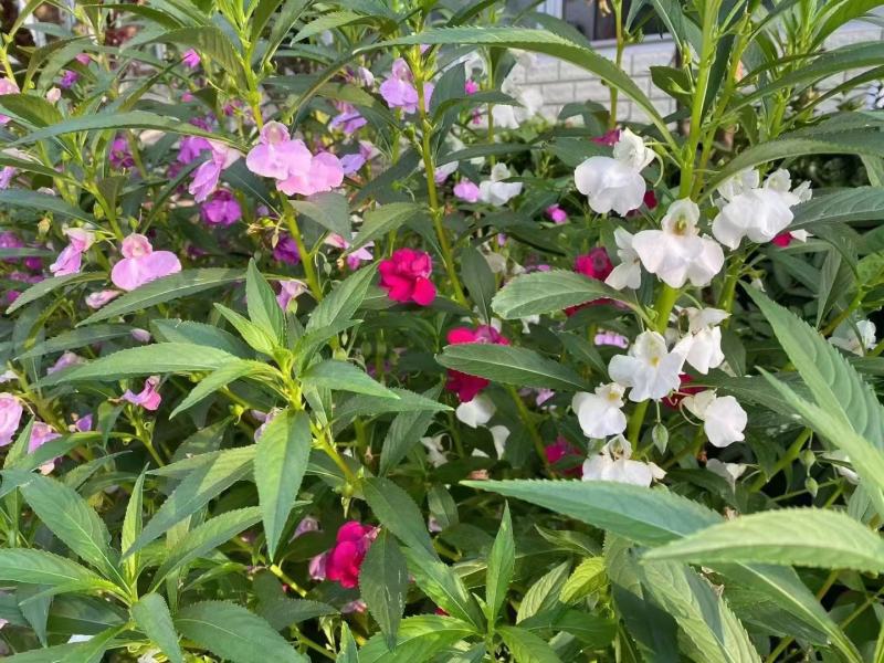 凤仙花种子厂家直接发货价格便宜欢迎下单咨询