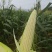 太阳花玉米工厂货自己种的100多亩