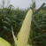 太阳花玉米工厂货自己种的100多亩