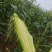 太阳花玉米工厂货自己种的100多亩