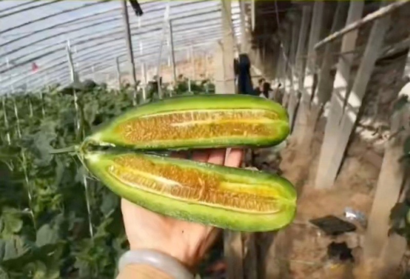博洋甜瓜