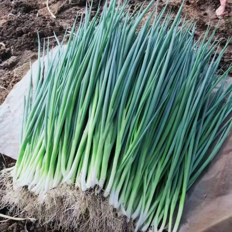 吉林怀德香葱小葱，各种蔬菜现货常年代发全国