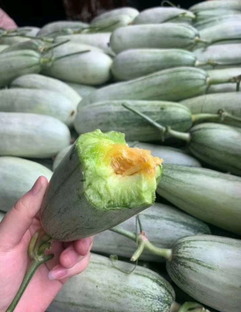 博洋甜瓜