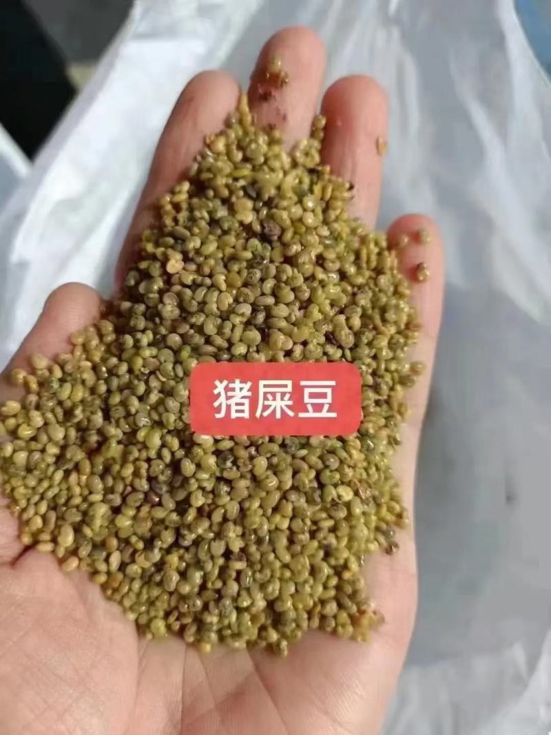 猪屎豆种子厂家一手货源批发品质保证价格便宜欢迎下单咨询