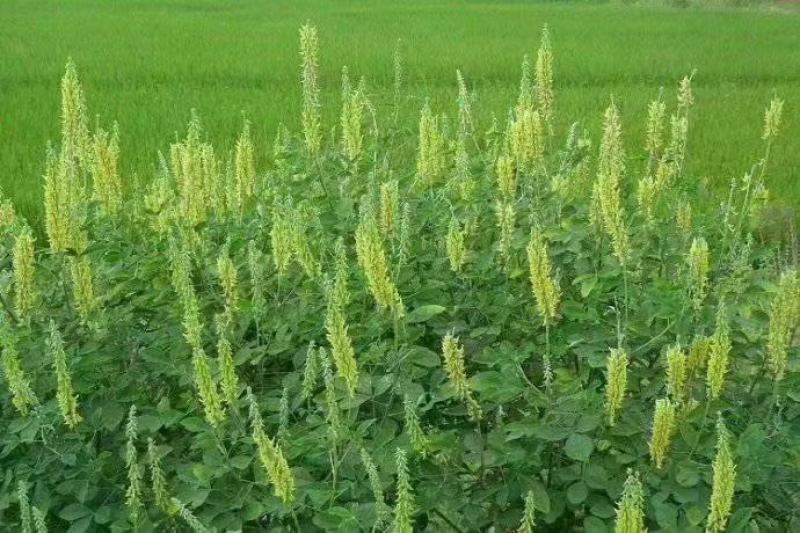 猪屎豆种子厂家一手货源批发品质保证价格便宜欢迎下单咨询