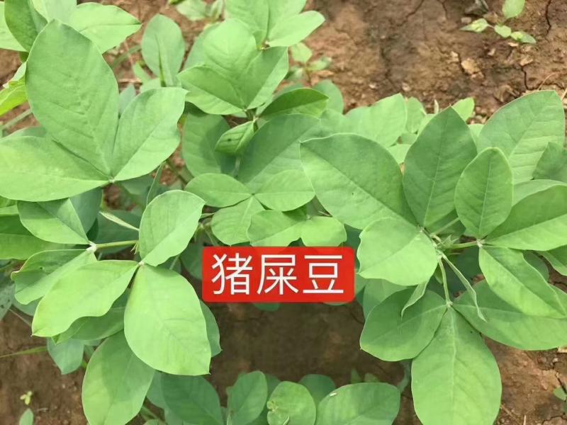 猪屎豆种子厂家一手货源批发品质保证价格便宜欢迎下单咨询
