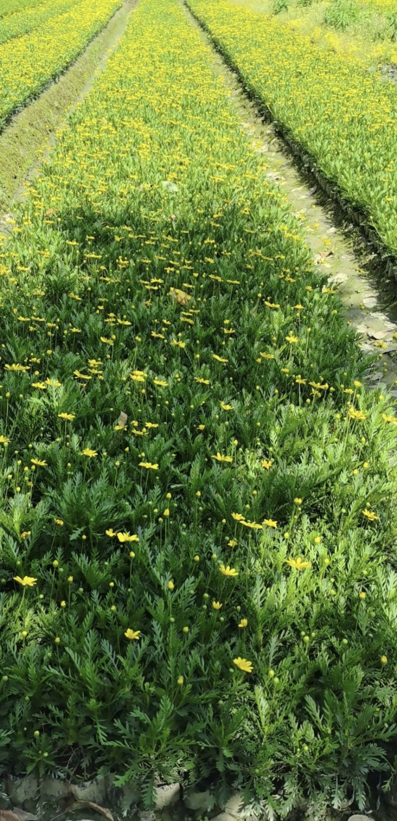 精品黄金菊杯苗，基地常年供应，量大从优。，