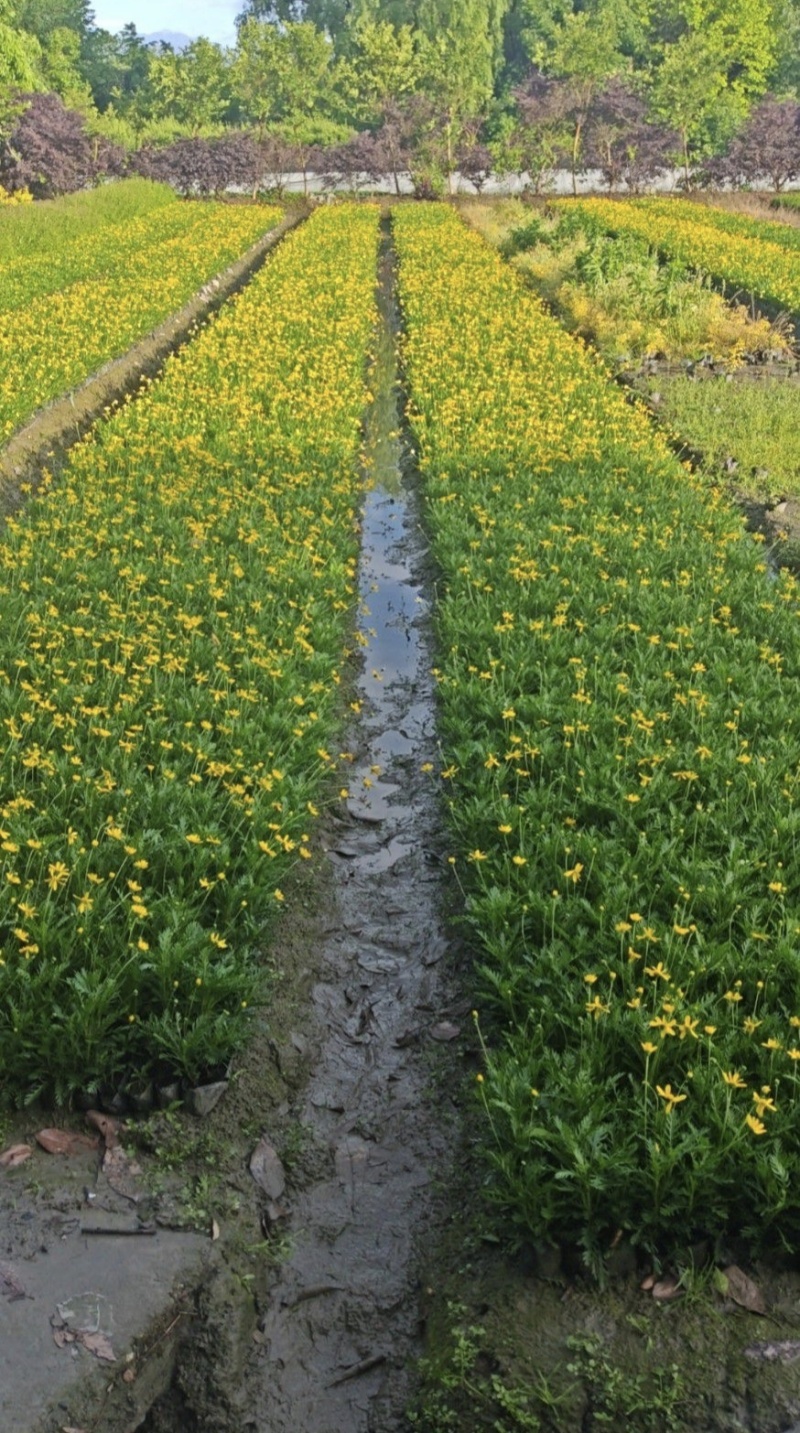 精品黄金菊杯苗，基地常年供应，量大从优。，