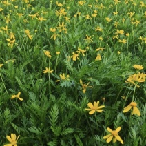 精品黄金菊杯苗，基地常年供应，量大从优。，