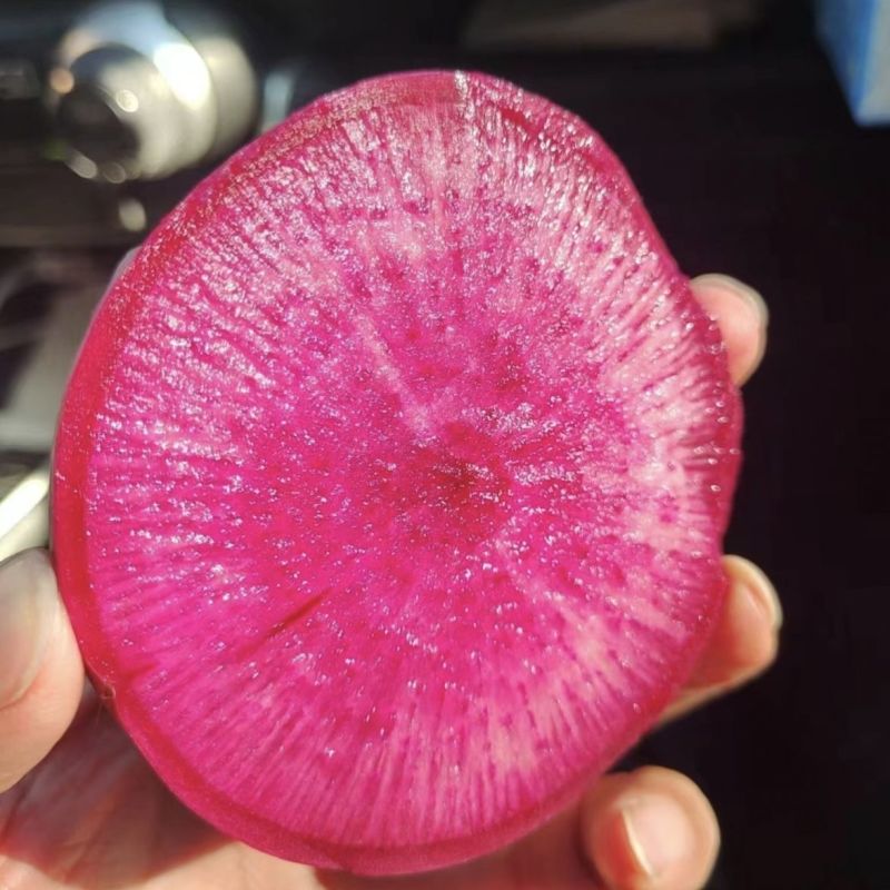 凤梨萝卜种子水果萝卜种子脆甜杂交红皮红肉萝卜种籽秋季特色