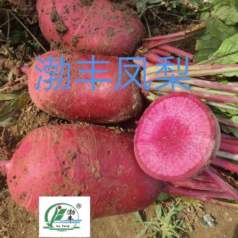凤梨萝卜种子水果萝卜种子脆甜杂交红皮红肉萝卜种籽秋季特色