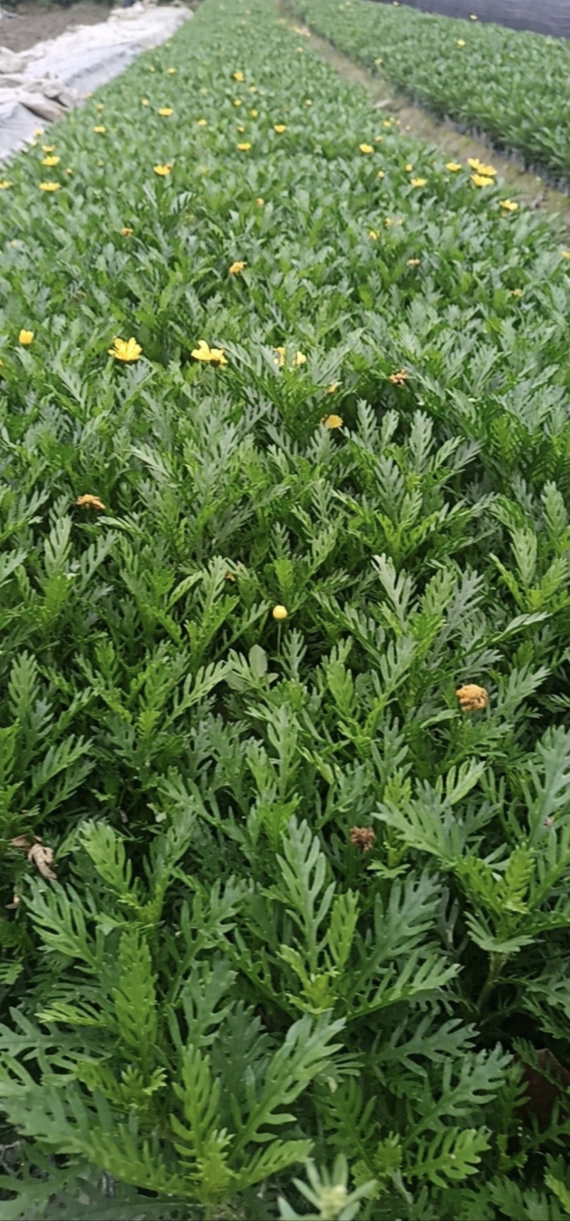 精品黄金菊杯苗，基地常年供应，量大从优。，