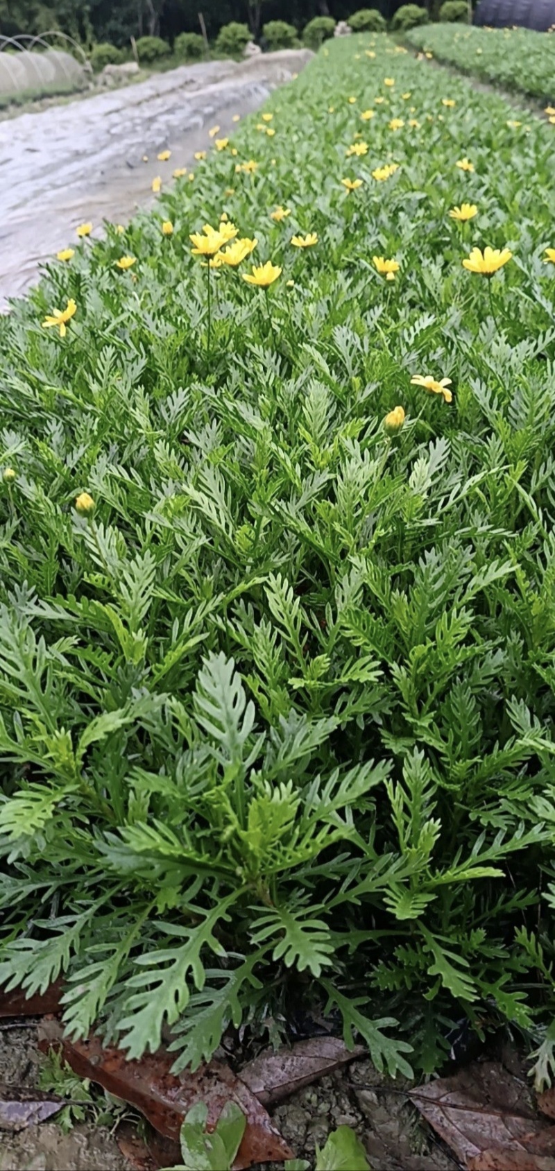 精品黄金菊杯苗，基地常年供应，量大从优。，