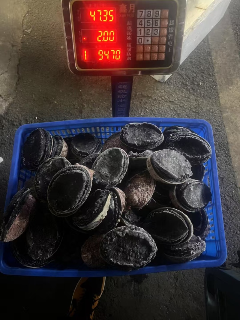 新西兰黑金鲍鲜活冷冻特大鲍鱼澳洲鲍鱼黄金鲍网红海鲜刺身级