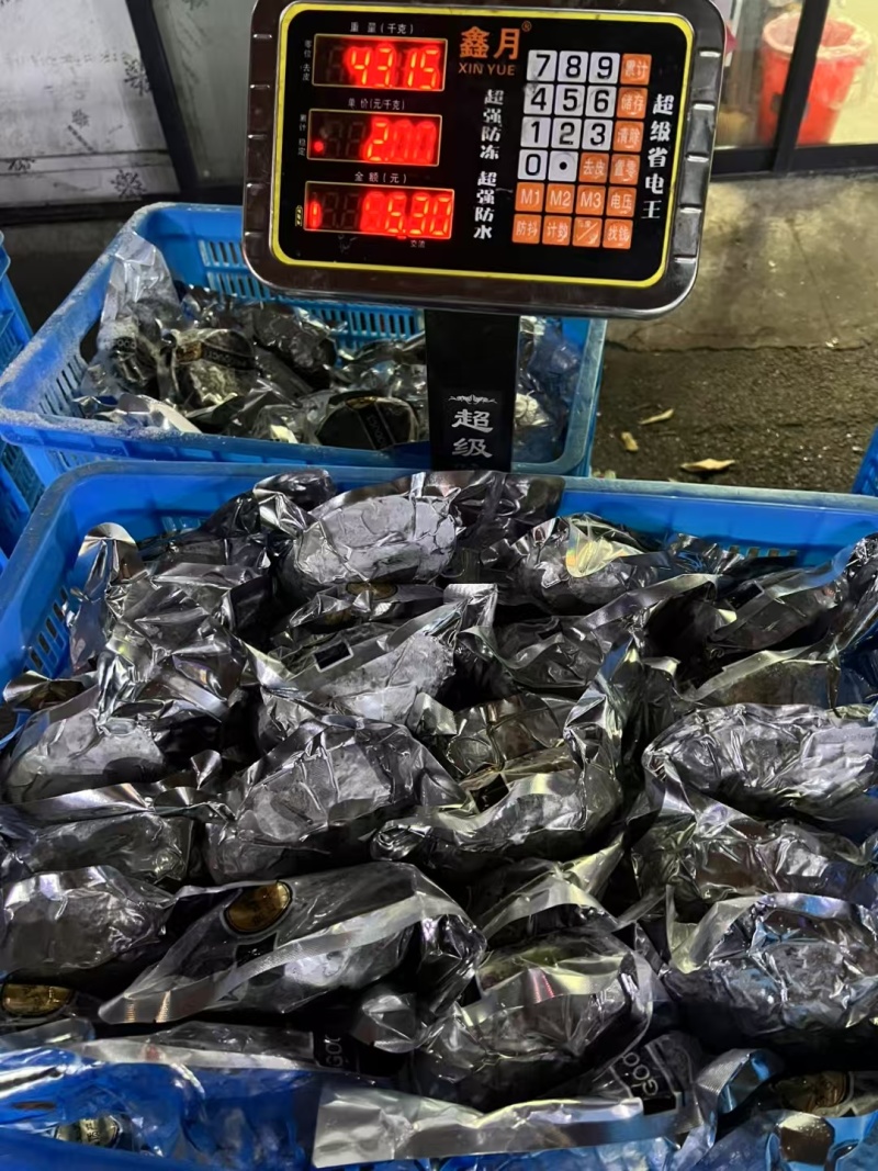 新西兰黑金鲍鲜活冷冻特大鲍鱼澳洲鲍鱼黄金鲍网红海鲜刺身级