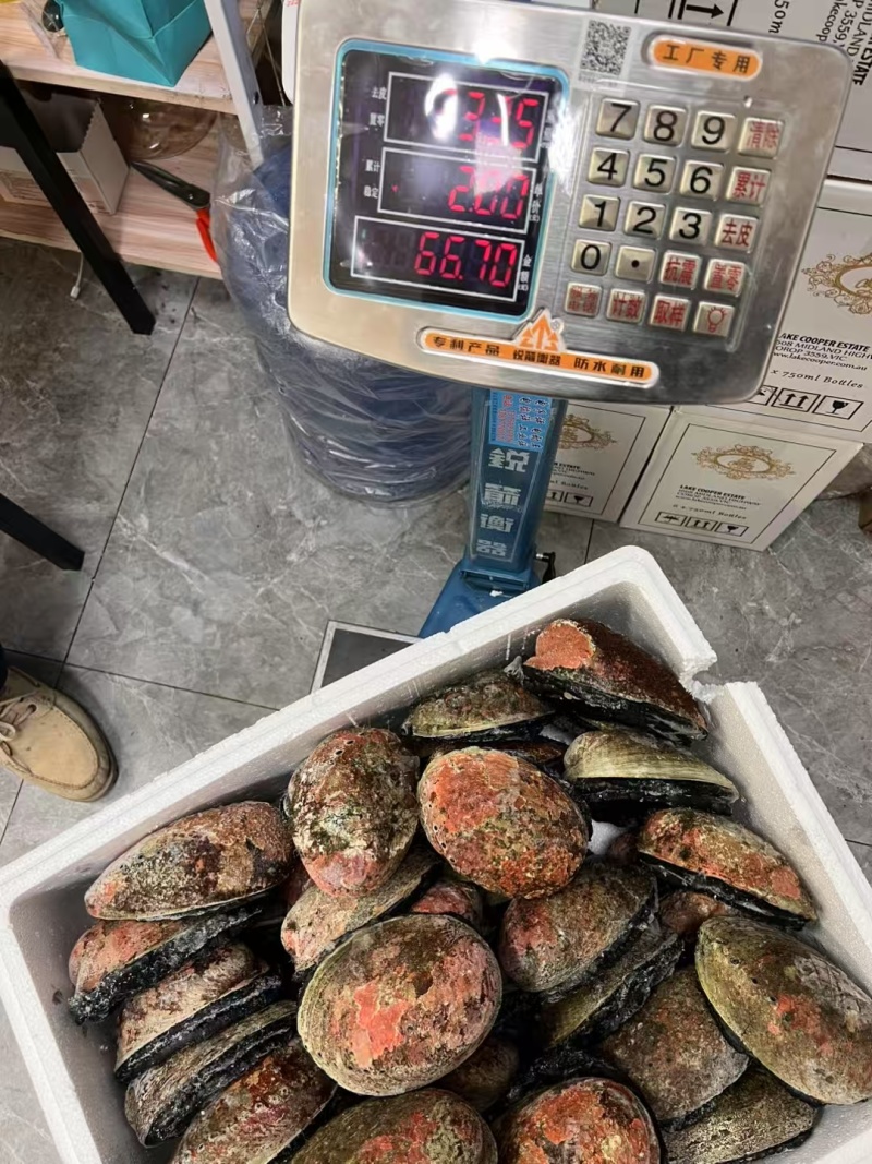 新西兰黑金鲍鲜活冷冻特大鲍鱼澳洲鲍鱼黄金鲍网红海鲜刺身级