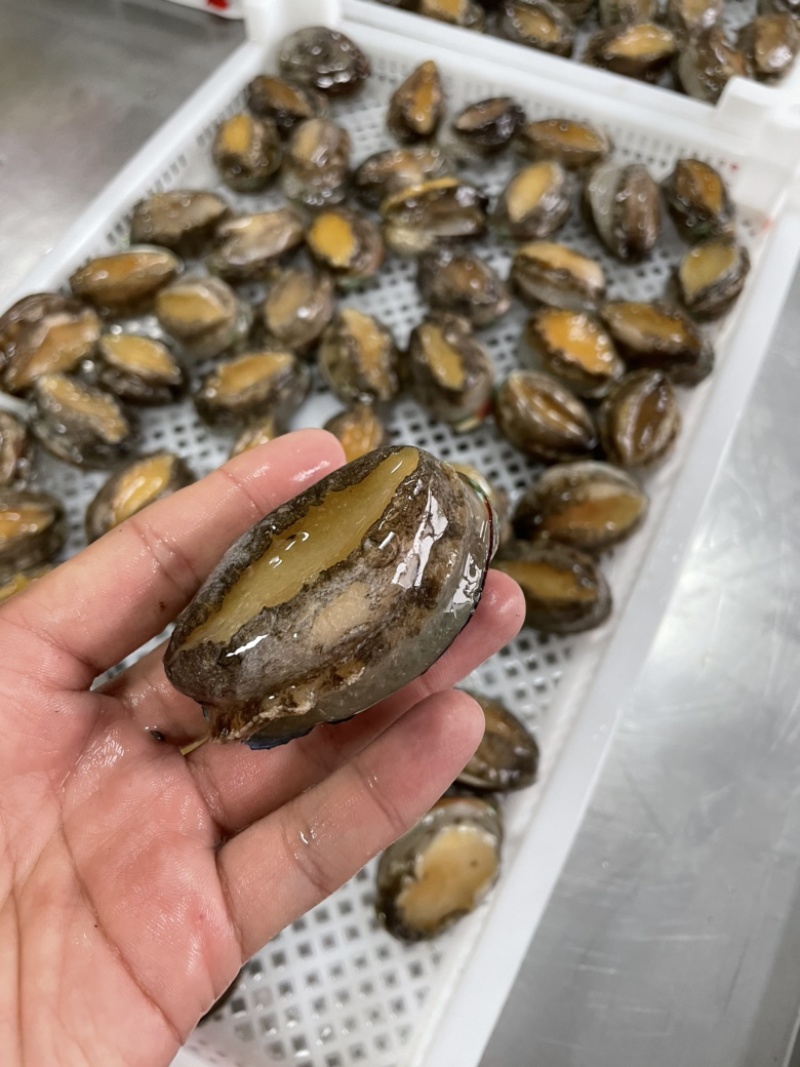 二去鲍鱼带托盘袋装商用大B新鲜去肠鲍鱼可贴牌定制
