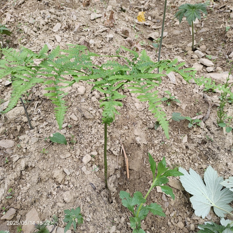 山野菜苗子蕨菜种根蕨菜苗子