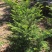 东北造型定植红豆杉。品质好，称呼率高，当年可结果。