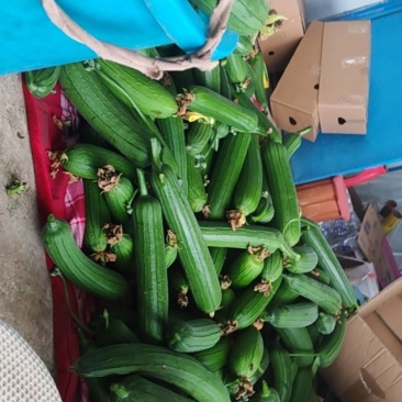 江苏油皮短丝瓜香丝瓜短丝瓜第二批大量上市物美价廉