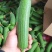 江苏油皮短丝瓜香丝瓜短丝瓜第二批大量上市物美价廉