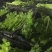 宁夏芹菜有机芹菜大棚种植基地直供可按需定制包装