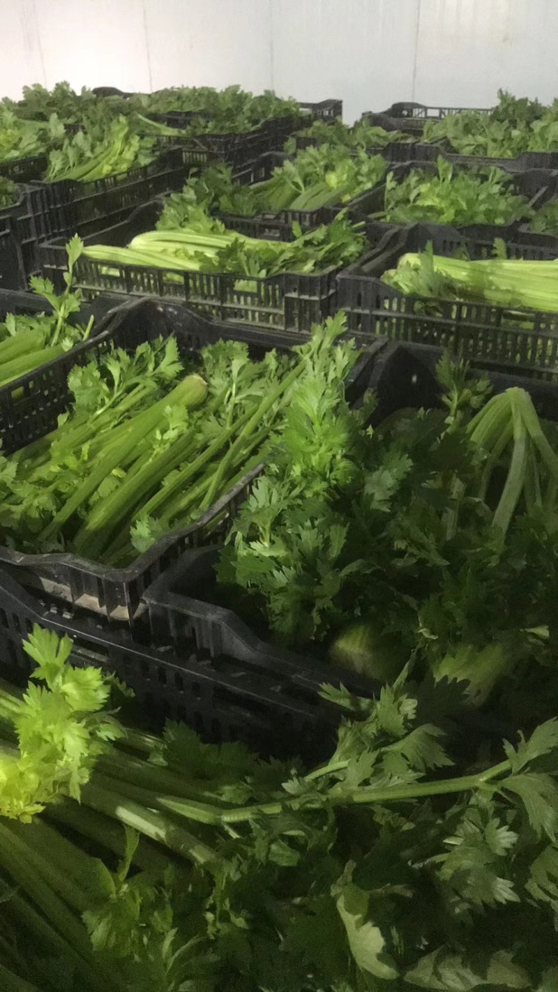 宁夏芹菜有机芹菜大棚种植基地直供可按需定制包装