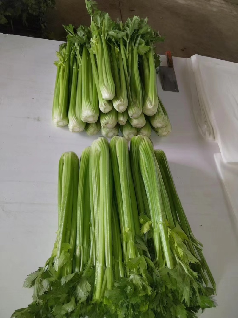 宁夏芹菜有机芹菜大棚种植基地直供可按需定制包装