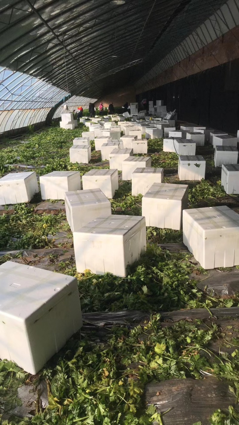 宁夏芹菜有机芹菜大棚种植基地直供可按需定制包装