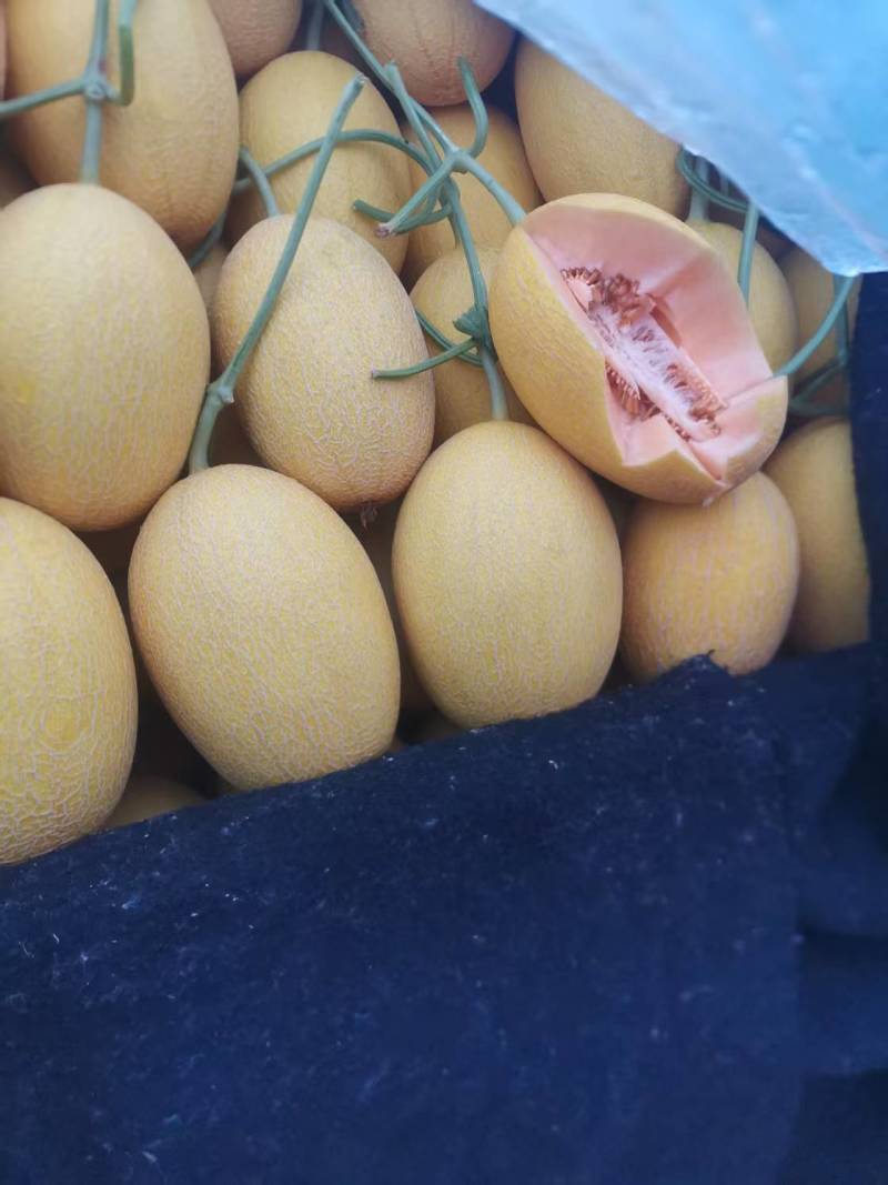 甜瓜山东精品凤金六号哈密瓜大量上市品质保证量大从优