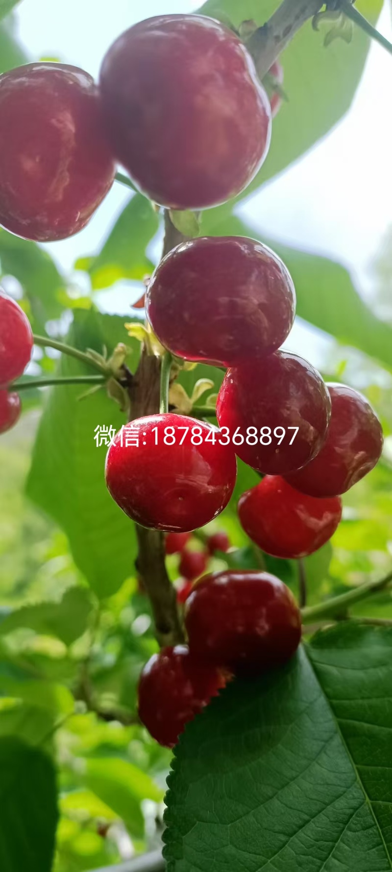 汶川高山车厘子，新鲜采摘，产地直发，甜美多汁！