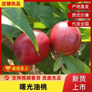 河南曙光油桃2026大量上市产地直供量大从优可致电联系